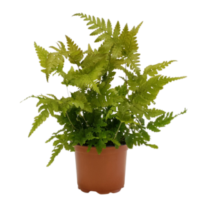 Dryopteris erythrosora