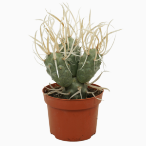 Tephrocactus papyracanthus