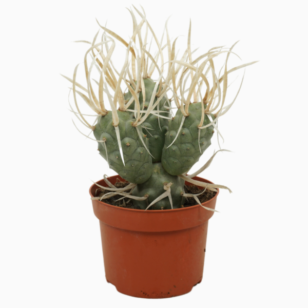 Tephrocactus papyracanthus