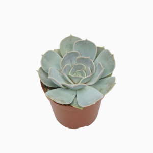 Echeveria lilacina