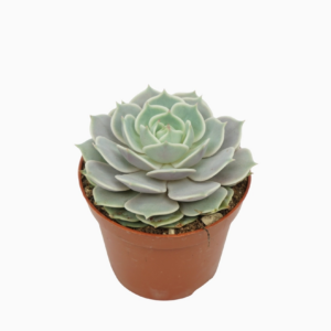 Echeveria lola