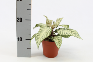 Aphelandra White Wash