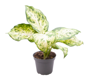 Dieffenbachia maculata 'Amy'