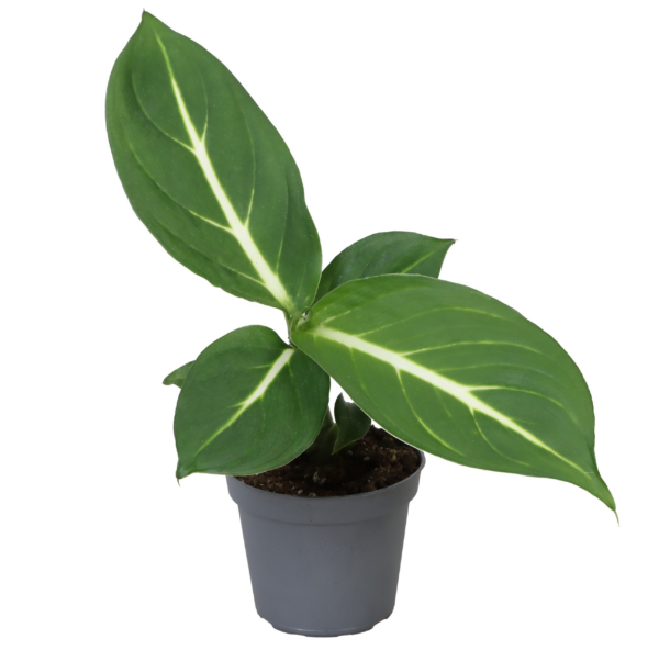 Dieffenbachia seguine 'Sterling'