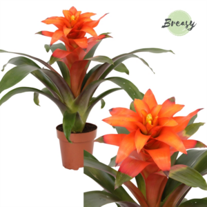 Guzmania Fiero Orange