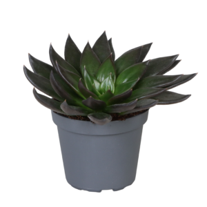 Echeveria New Black