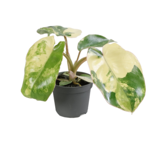 Philodendron Burle Marx Variegated