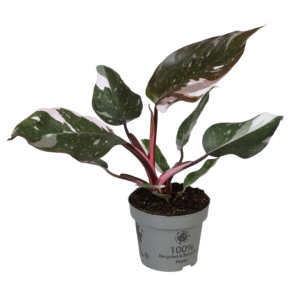 Philodendron Red Anderson