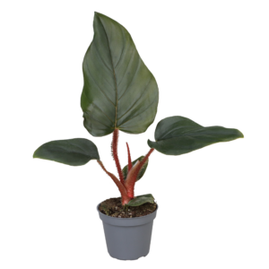 Philodendron Squamiferum x Serpens