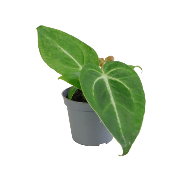 Anthurium Magnificum