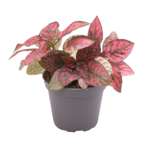 Hypoestes phyllostachya Red