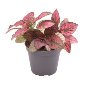 Hypoestes phyllostachya Red