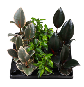 Ficus mix