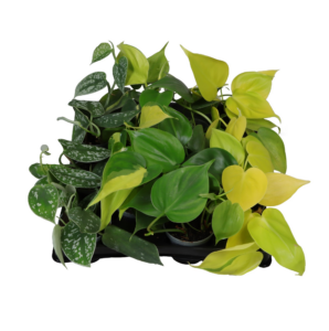 Philodendron mix