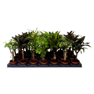 Croton (Codiaeum) mix