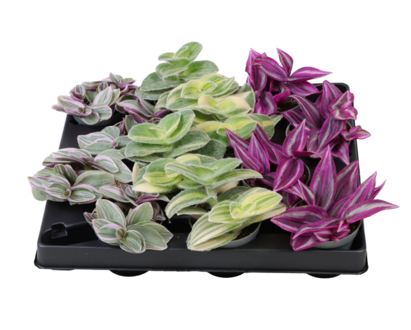 Tradescantia mix