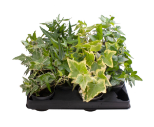 Hedera helix mix