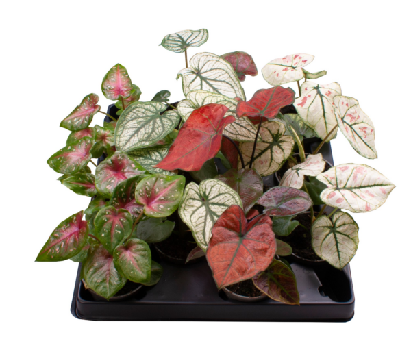 Caladium mix