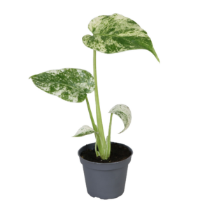 Monstera deliciosa Mint