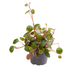 Peperomia 'Pepperspot'