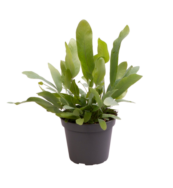 Phlebodium aureum 'Blue Star'