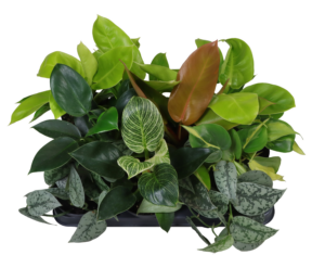 Philodendron mix