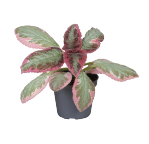 Philodendron Pink Bikini