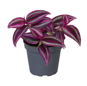 Tradescantia zebrina 'Pink Paradise'