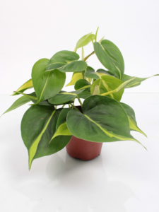 Philodendron scandens 'Brasil'