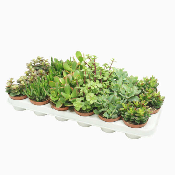 Crassula mix