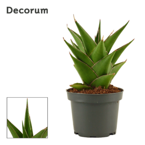 Sansevieria Temple crown