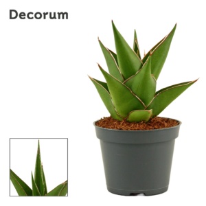 Sansevieria Temple crown