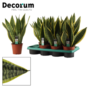 Sansevieria trifasciata 'Futura Superba'