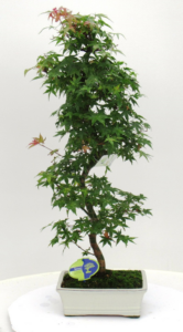 Acer palmatum 'Deshojo'