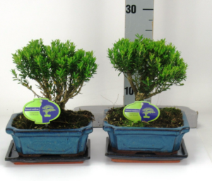 Buxus harlandii