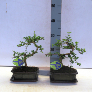 Carmona retusa Bonsai