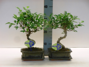 Ficus retusa