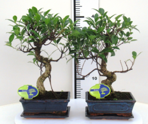 Ficus retusa