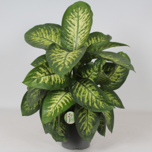 Dieffenbachia seguine 'Reeva'