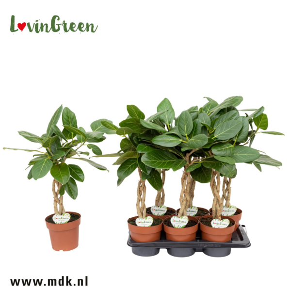 Ficus benghalensis 'Audrey'