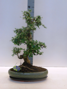 Carmona retusa Bonsai