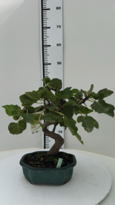 Ficus carica