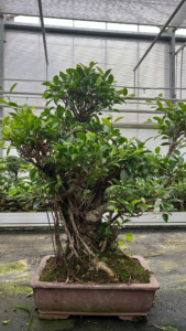 Ficus retusa