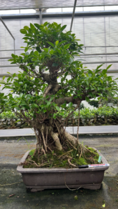 Ficus retusa