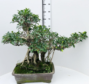 Ficus retusa