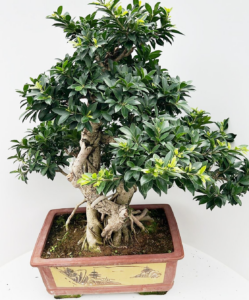 Ficus retusa