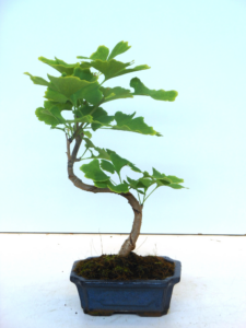 Ginkgo biloba