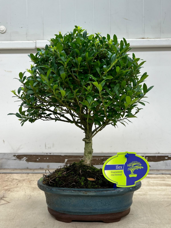 Ilex crenata