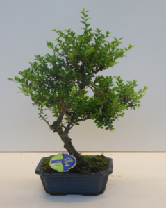 Ilex crenata