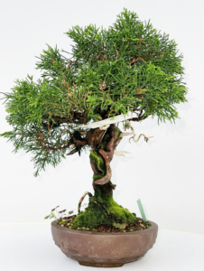 Juniperus chinensis